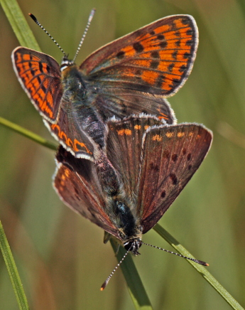 Sort Ildfugl, Lycaena tityrus parring. Bt Nor. Falster d. 10 August 2010. Fotograf: Lars Andersen 