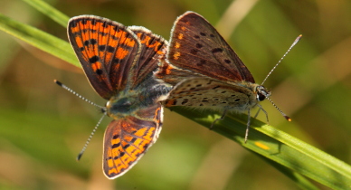 Sort Ildfugl, Lycaena tityrus parring. Bt Nor. Falster d. 10 August 2010. Fotograf: Lars Andersen 