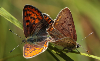 Sort Ildfugl, Lycaena tityrus parring. Bt Nor. Falster d. 10 August 2010. Fotograf: Lars Andersen 