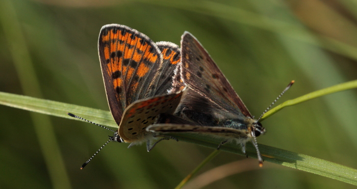 Sort Ildfugl, Lycaena tityrus parring. Bt Nor. Falster d. 10 August 2010. Fotograf: Lars Andersen 