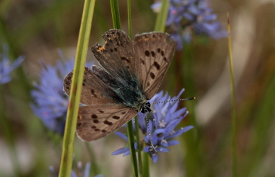 Sort Ildfugl, Lycaena tityrus han. Bt Nor. Falster d. 10 August 2010. Fotograf: Lars Andersen 