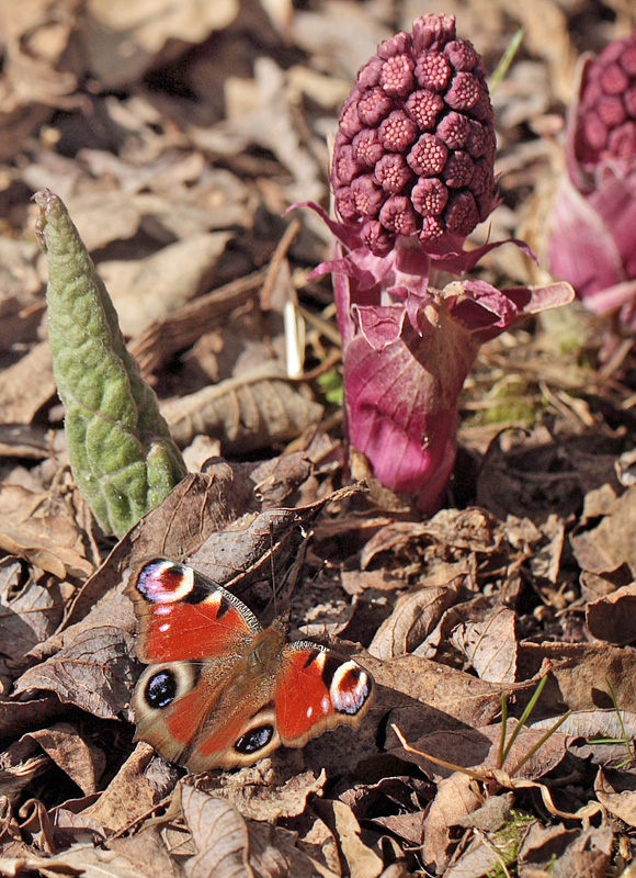 Dagpfugleje, Aglais io p Rd Hestehov, Petasites hybridus. Kongelunden, Amager d. 16 april 2010. Fotograf; Lars Andersen