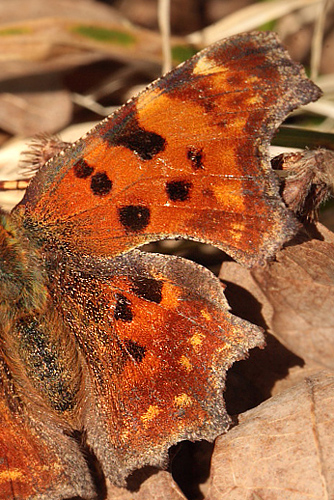 Det hvide C, Polygonia c-album. Kongelunden. d. 16 April 2010. Fotograf: Lars Andersen