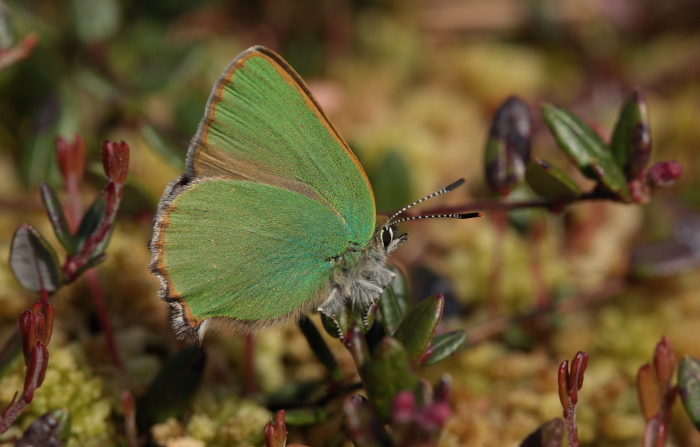 Grn Busksommerfugl, Callophrys rubi  p Tranebr. d. 20 maj 2010. Lyngby mose, Nordsjlland. Fotograf; Lars Andersen