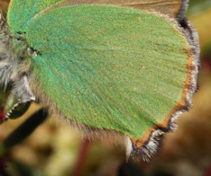 Grøn Busksommerfugl, Callophrys rubi på Tranebær. d. 20 maj 2010. Lyngby Åmose, Nordsjælland. Fotograf; Lars Andersen