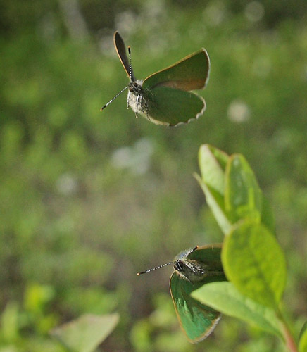 Grøn Busksommerfugl, Callophrys rubi. d. 22 maj 2010. Lyngby Åmose, Nordsjælland. Fotograf; Lars Andersen