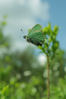 Grøn Busksommerfugl, Callophrys rubi. d. 22 maj 2010. Lyngby Åmose, Nordsjælland. Fotograf; Lars Andersen