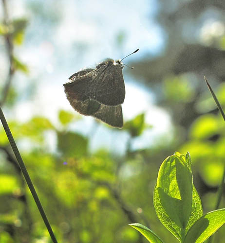 Grøn Busksommerfugl, Callophrys rubi. d. 22 maj 2010. Lyngby Åmose, Nordsjælland. Fotograf; Lars Andersen