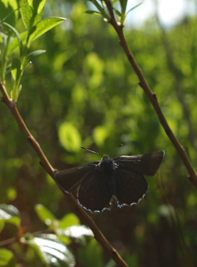 Grøn Busksommerfugl, Callophrys rubi. d. 22 maj 2010. Lyngby Åmose, Nordsjælland. Fotograf; Lars Andersen