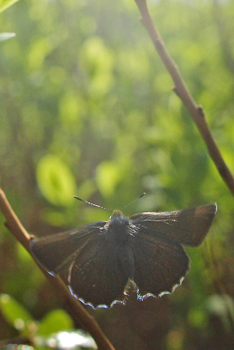 Grøn Busksommerfugl, Callophrys rubi. d. 22 maj 2010. Lyngby Åmose, Nordsjælland. Fotograf; Lars Andersen
