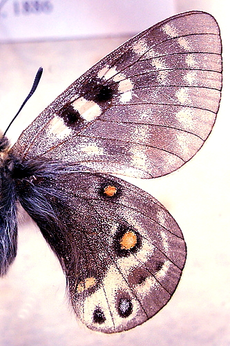 Parnassius delphius. Tibet. Fotograferet p Zoologisk museum Kbenhavn d. 14 december 2010. Fotograf; Lars Andersen