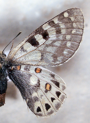 Parnassius acco. Tibet. Fotograferet p Zoologisk museum Kbenhavn d. 14 december 2010. Fotograf; Lars Andersen