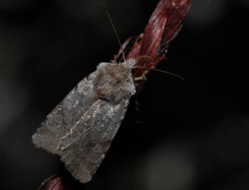 Okkerrød Aprilugle, Cerastis rubricosa. Melby Overdrev, Nordsjælland, Danmark d. 8 maj 2010. Fotograf; Lars Andersen