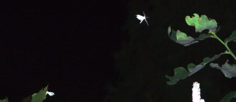 Hvidt Fjermøl, Pterophorus pentadactyla. Pinseskoven, Amager d. 5 juli 2010. Fotograf; Troells Melgaard