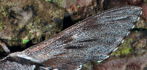 Fyrresvrmer, Hyloicus pinastri. Asserbo Plantage d. 14 maj 2010. Fotograf: Lars Andersen