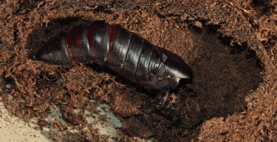 Dødningehoved, Acherontia atropos han fra importerede æg, leg Peter Møllmann. d. 3 oktober 2010. Fotograf; Lars Andersen Lille Salby