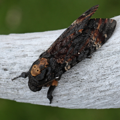 Dødningehoved, Acherontia atropos han fra importerede æg, leg Peter Møllmann. d. 3 oktober 2010. Fotograf; Lars Andersen Lille Salby