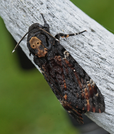 Dødningehoved, Acherontia atropos han fra importerede æg, leg Peter Møllmann. d. 3 oktober 2010. Fotograf; Lars Andersen Lille Salby