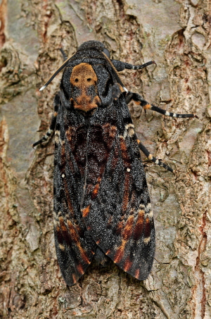 Dødningehoved, Acherontia atropos han fra importerede æg, leg Peter Møllmann. d. 3 oktober 2010. Fotograf; Lars Andersen Lille Salby