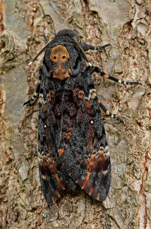 Ddningehoved, Acherontia atropos han fra importerede g, leg Peter Mllmann. d. 3 oktober 2010. Fotograf; Lars Andersen Lille Salby