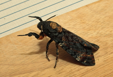 Dødningehoved, Acherontia atropos han fra importerede æg, leg Peter Møllmann. d. 3 oktober 2010. Fotograf; Lars Andersen Lille Salby
