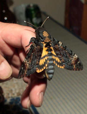 Dødningehoved, Acherontia atropos han fra importerede æg, leg Peter Møllmann. d. 3 oktober 2010. Fotograf; Lars Andersen Lille Salby