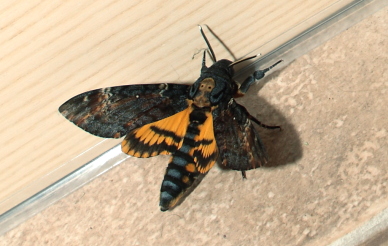 Dødningehoved, Acherontia atropos han fra importerede æg, leg Peter Møllmann. d. 3 oktober 2010. Fotograf; Lars Andersen Lille Salby
