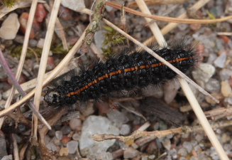 Stribet Hedespinder, Spiris striata larve. Melby Overdrev d. 3 April 2010. Fotograf; Lars Andersen