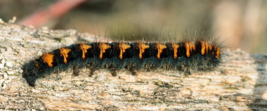 Egespinder, Lasiocampa quercus. Melby Overdrev d. 3 April 2010. Fotograf; Lars Andersen