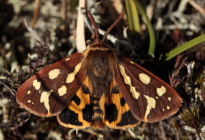Gulplettet bjrn, Hyphoraia aulica. Melby Overdrev; larve fundet d. 3 April 2010, klkket d. 2 Maj 2010. Fotograf; Lars Andersen
