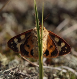 Gulplettet bjrn, Hyphoraia aulica. Melby Overdrev; larve fundet d. 3 April 2010, klkket d. 2 Maj 2010. Fotograf; Lars Andersen