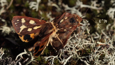 Gulplettet bjrn, Hyphoraia aulica. Melby Overdrev; larve fundet d. 3 April 2010, klkket d. 2 Maj 2010. Fotograf; Lars Andersen