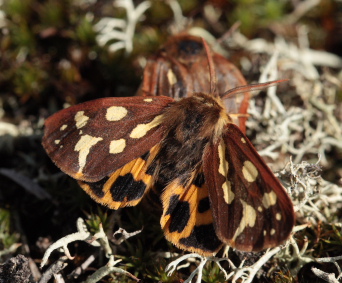 Gulplettet bjrn, Hyphoraia aulica. Melby Overdrev; larve fundet d. 3 April 2010, klkket d. 2 Maj 2010. Fotograf; Lars Andersen