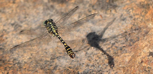 Lille Tangguldsmed, Onychogomphus forcipatus. Mienå, Småland, Sverige d. 11 Juli 2010. Fotograf; Lars Andersen