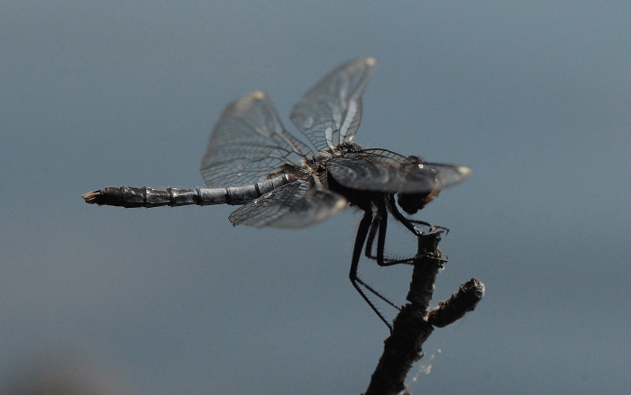 Åkande-Kærguldsmed, Leucorrhinia caudalis. Blekinge, Sverige d. 12 juli 2010. Fotograf; Lars Andersen