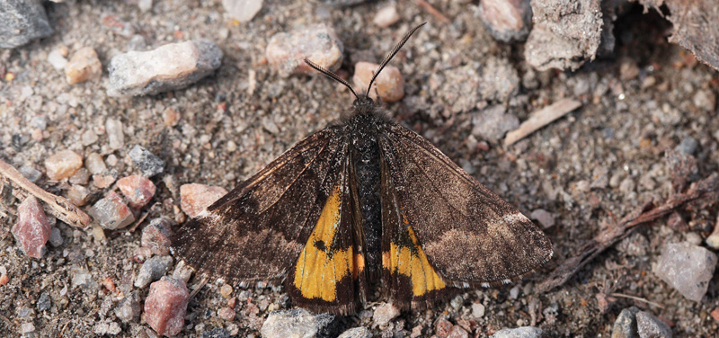 Poppeldagmler, Boudinotiana notha hun. Pinseskoven, Vestamager d. 8 april 2019. Fotograf; Lars Andersen