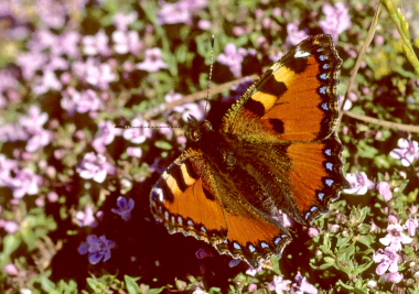 Korsikansk Takvinge. Aglais ichnusa (Bonelli, 1826) Haute-Corse d. 14/6 2001. Photographer; Tom Nygaard Kristensen