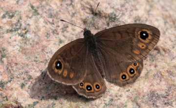 Berggrsfjril, Lasiommata petropolitana. Bckebo, Smland, Sverige. d. 29 Maj 2010. Fotograf: Lars Andersen