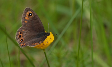 Berggrsfjril, Lasiommata petropolitana. Bckebo, Smland, Sverige. d. 29 Maj 2010. Fotograf: Lars Andersen