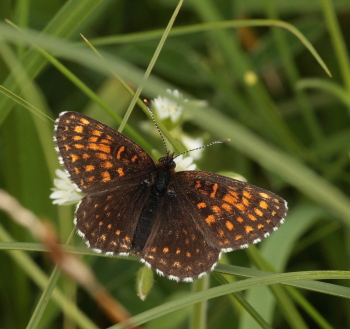 Mørk pletvinge, Melitaea diamina han. Stigsåkra, Lund, Skåne, Sverige. d. 19 juni 2010. Fotograf: Lars Andersen