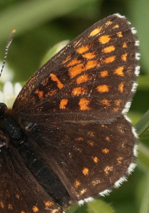 Mørk pletvinge, Melitaea diamina han. Stigsåkra, Lund, Skåne, Sverige. d. 19 juni 2010. Fotograf: Lars Andersen