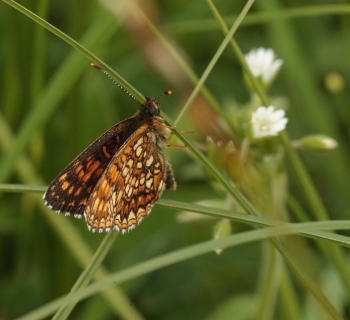 Mørk pletvinge, Melitaea diamina han. Stigsåkra, Lund, Skåne, Sverige. d. 19 juni 2010. Fotograf: Lars Andersen
