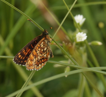 Mrk pletvinge, Melitaea diamina han. Stigskra, Lund, Skne, Sverige. d. 19 juni 2010. Fotograf: Lars Andersen