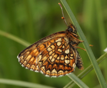 Mørk pletvinge, Melitaea diamina han. Stigsåkra, Lund, Skåne, Sverige. d. 19 juni 2010. Fotograf: Lars Andersen