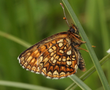 Mrk Pletvinge, Melitaea diamina han. Stigskra, Lund, Skne, Sverige. d. 19 juni 2010. Fotograf: Lars Andersen