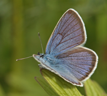 Engblfugl, Cyaniris semiargus han. Stigskra, Lund, Skne. d.  19 juni 2010. Fotograf: Lars Andersen