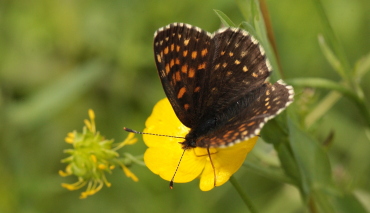 Mrk pletvinge, Melitaea diamina han. Stigskra, Lund, Skne, Sverige. d. 19 juni 2010. Fotograf: Lars Andersen