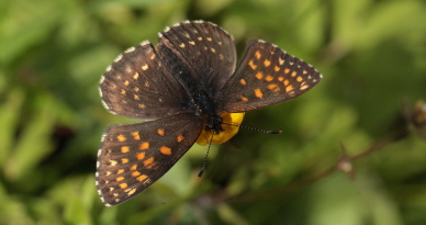 Mørk pletvinge, Melitaea diamina han. Stigsåkra, Lund, Skåne, Sverige. d. 19 juni 2010. Fotograf: Lars Andersen