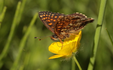 Mørk pletvinge, Melitaea diamina han. Stigsåkra, Lund, Skåne, Sverige. d. 19 juni 2010. Fotograf: Lars Andersen