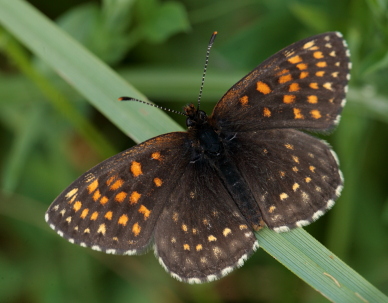 Mrk Pletvinge, Melitaea diamina han. Stigskra, Lund, Skne, Sverige. d. 19 juni 2010. Fotograf: Lars Andersen